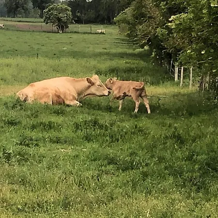 In Terrasse Und Grill By Interhome Dahmen (Mecklenburg-Vorpommern)