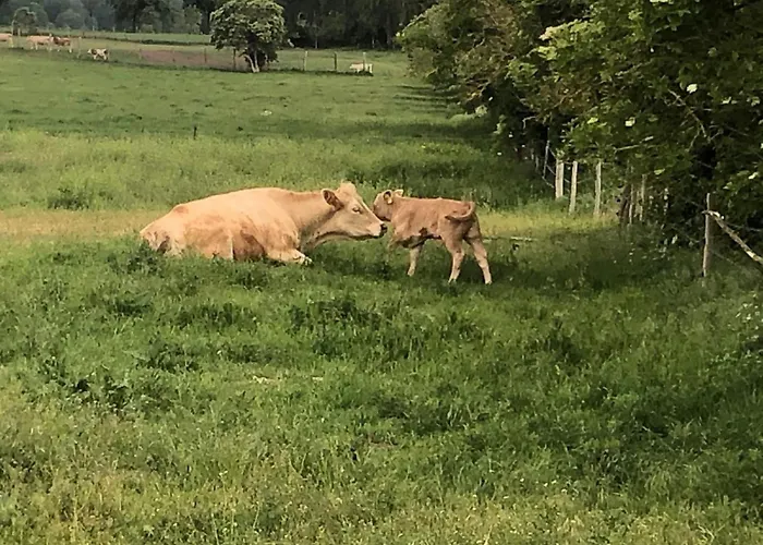 In Terrasse Und Grill By Interhome Dahmen (Mecklenburg-Vorpommern)